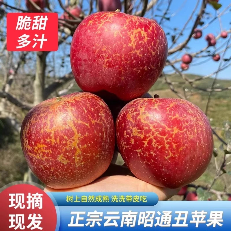 正宗云南昭通丑苹果当季新鲜冰糖心水果农家果园现摘现发送礼有面