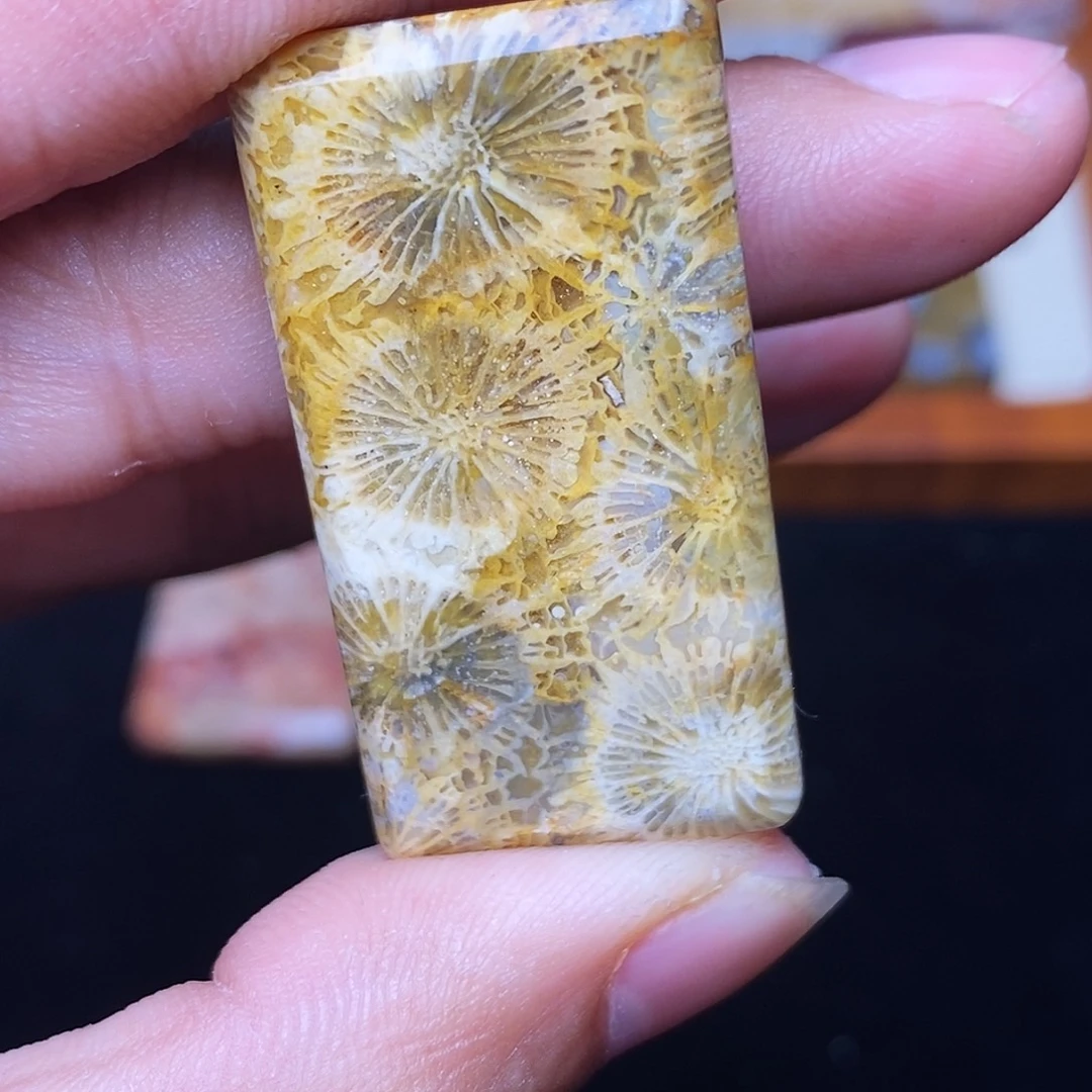 ～***ฅ硅化玉合金珊瑚玉