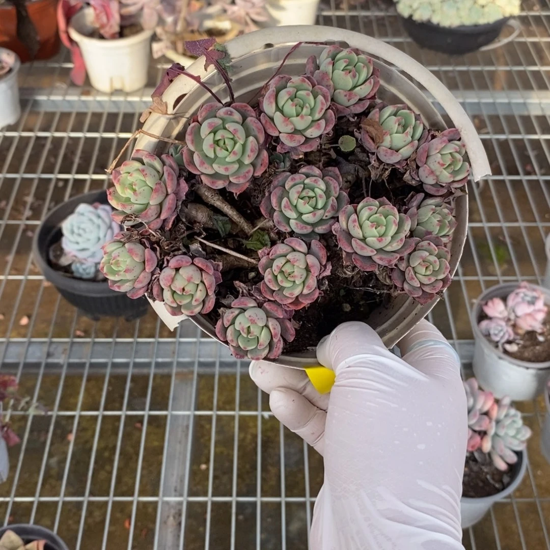 312娜娜小勾一物一拍