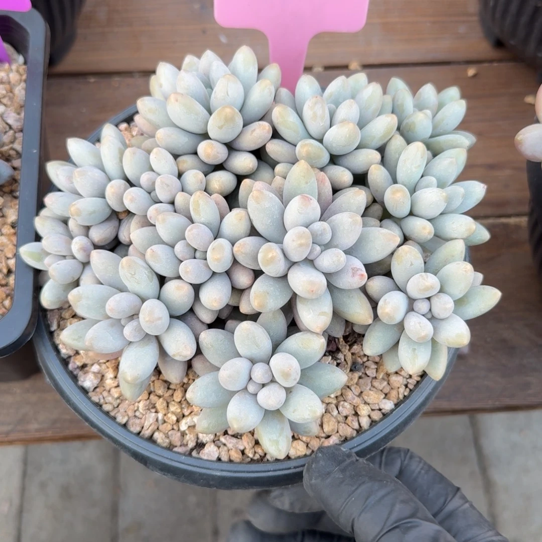 粉色恋人特价1111111111111111