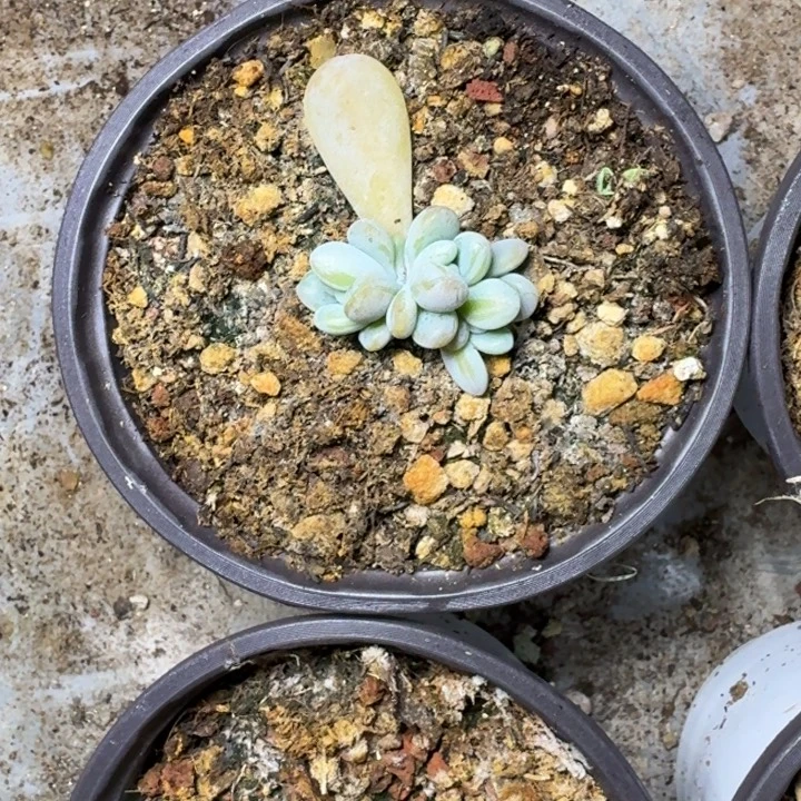 海妮亚 叶插 一物一拍