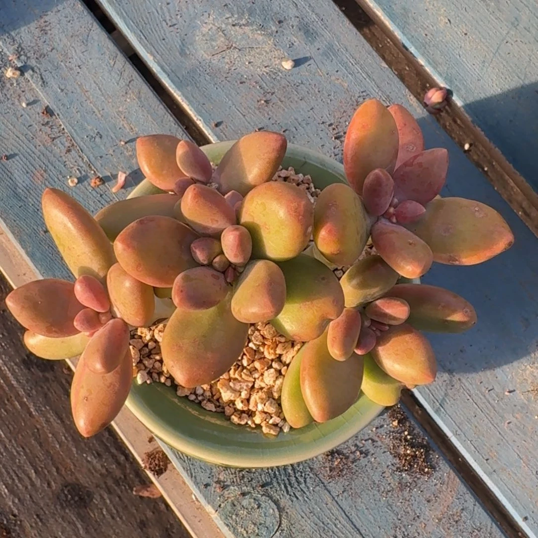 芒果奶老桩一物一拍