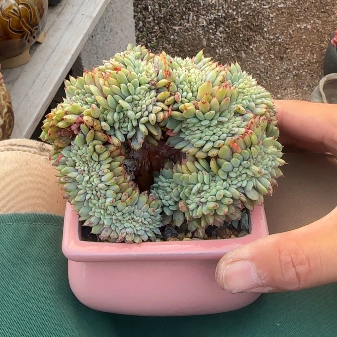 白胖子缀化五十包邮