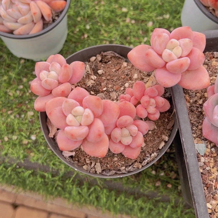 健健康康平平安安