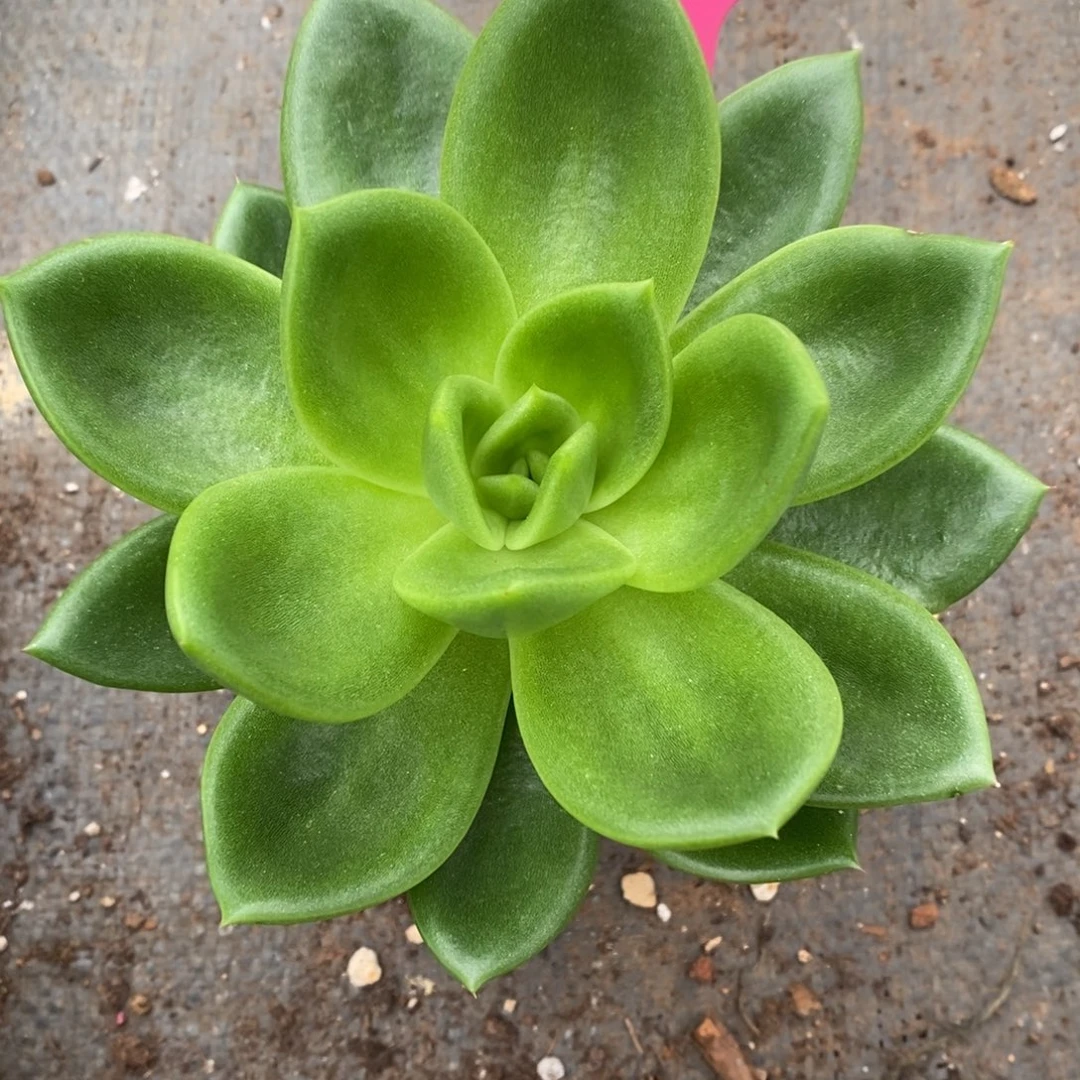 x124-多肉植物 翠花