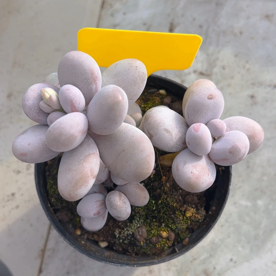 福利来啦打榜啦打榜