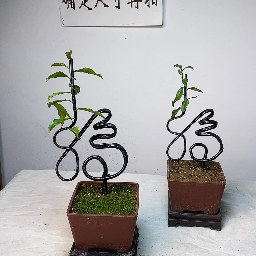 幸***满无花朵金弹子福字茶台小精品盆景