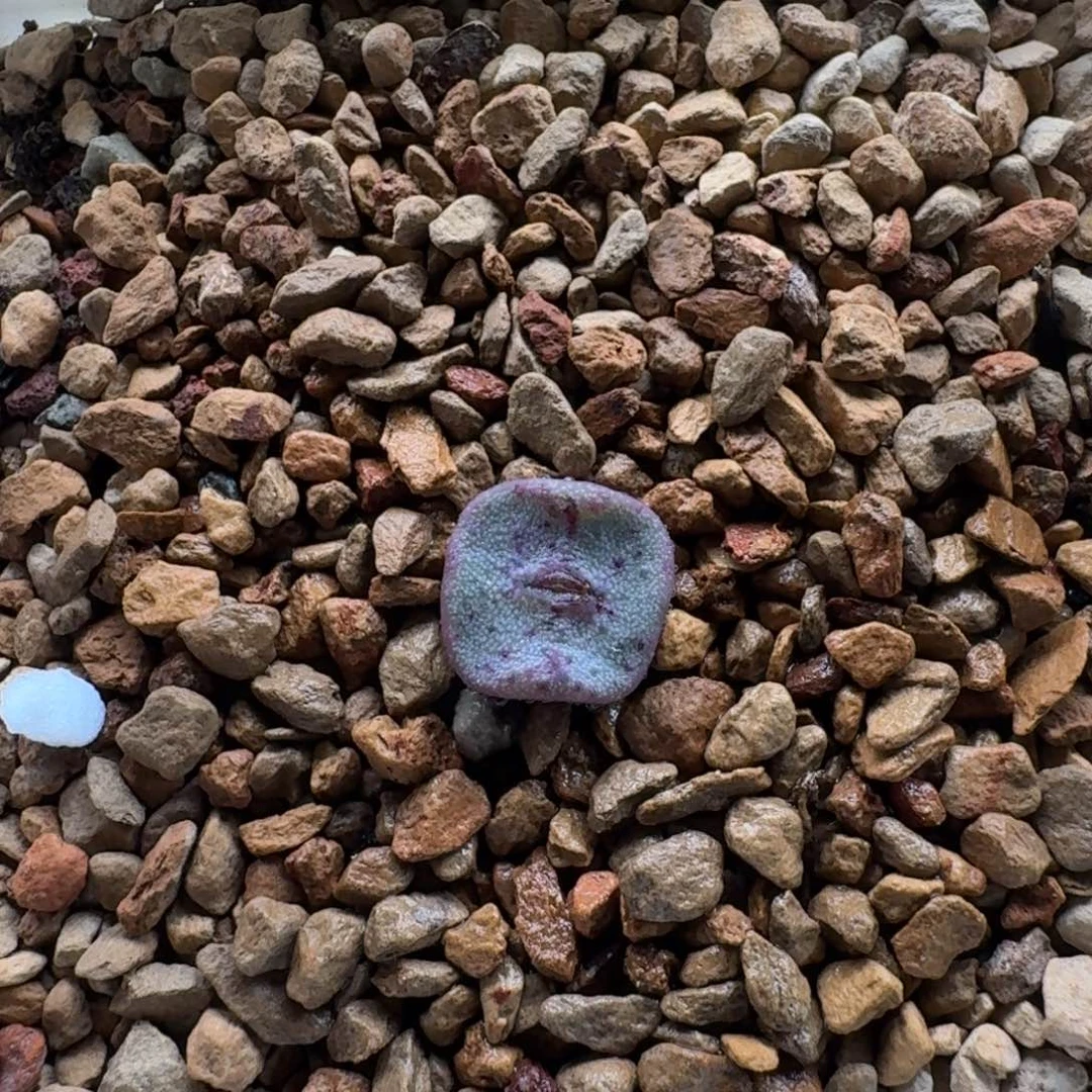 1125-028方碗肉锥肉锥