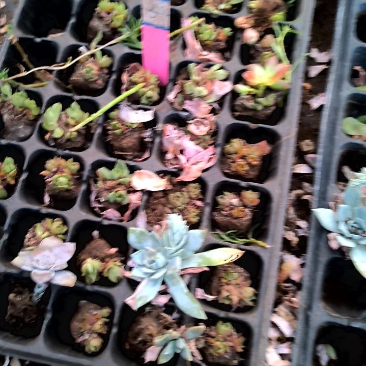 烬***一物一拍，多肉39号