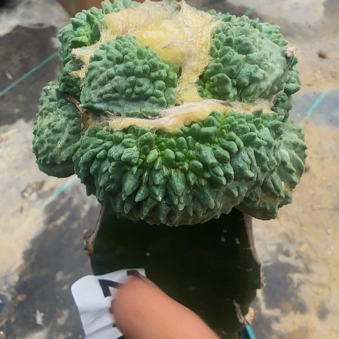 顽***夫怒涛237仙人球开花