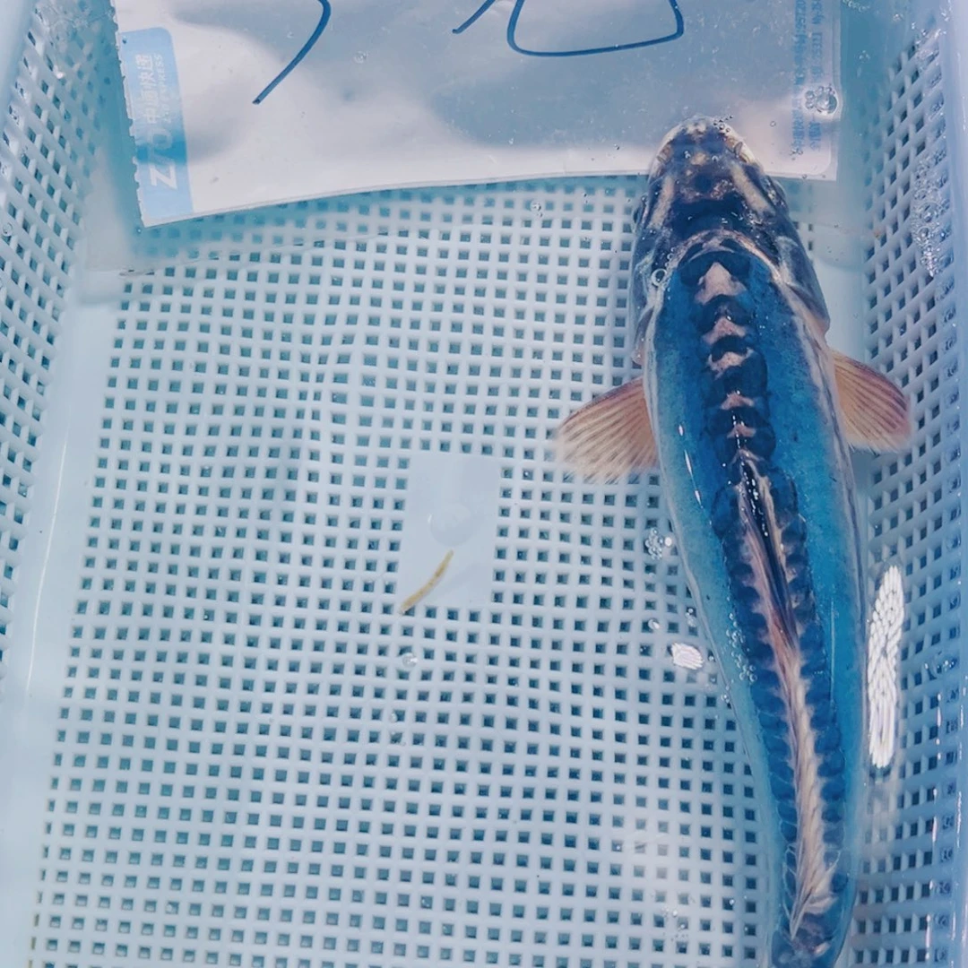 海水鱼锦鲤观赏鱼156