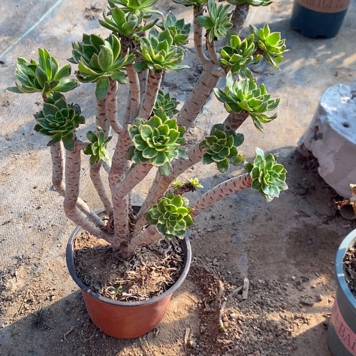 虞姬54多肉植物法师法师