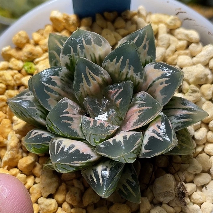 554糊斑花水晶锦福利