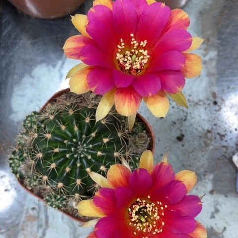 无花朵丽花开花漂亮高考