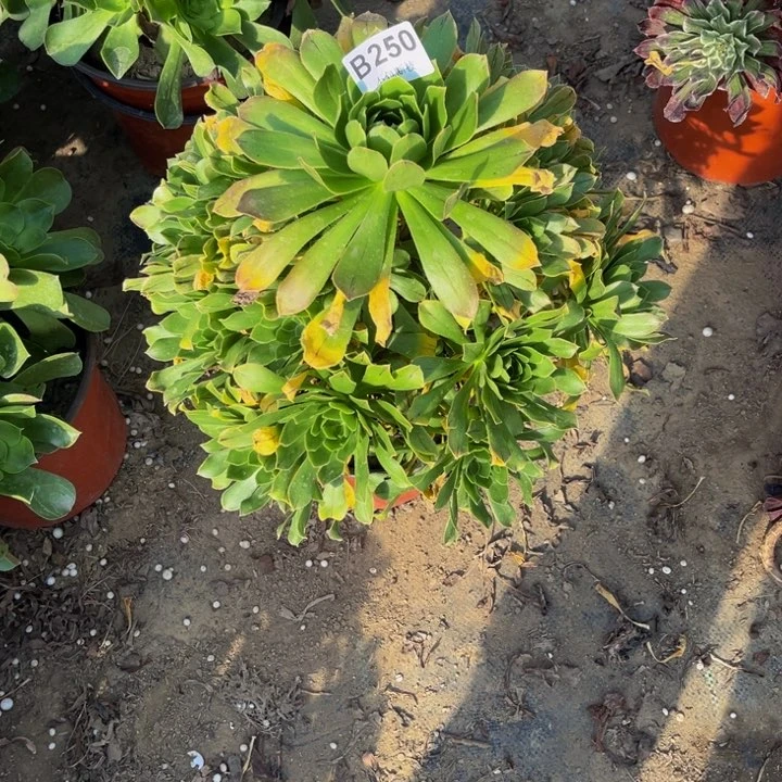 250原始绿多肉法师不包断枝