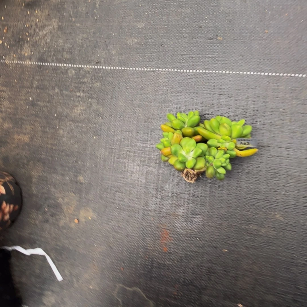 珍*a a a a a a a a 63