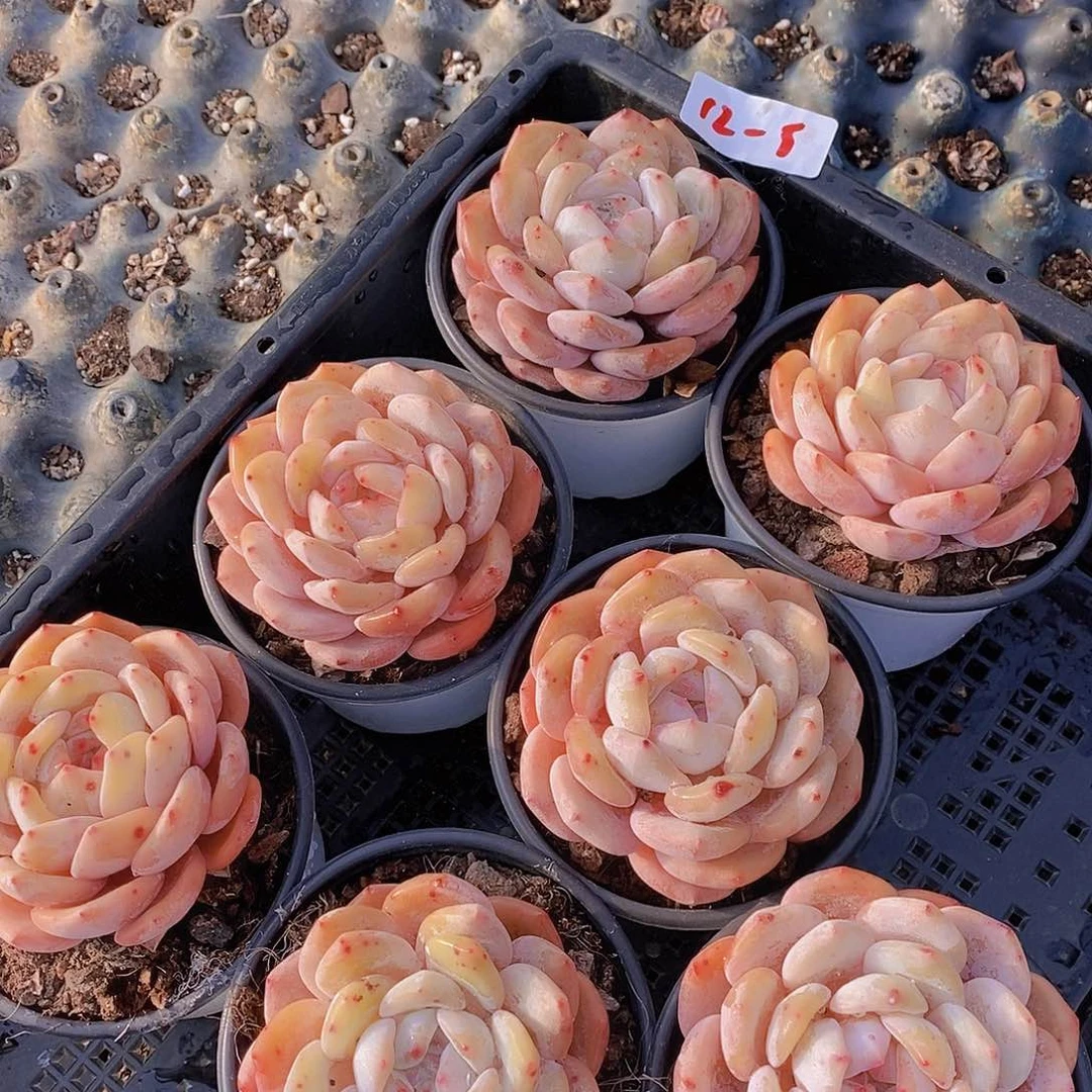 0214-墩墩橙福利一颗量拍