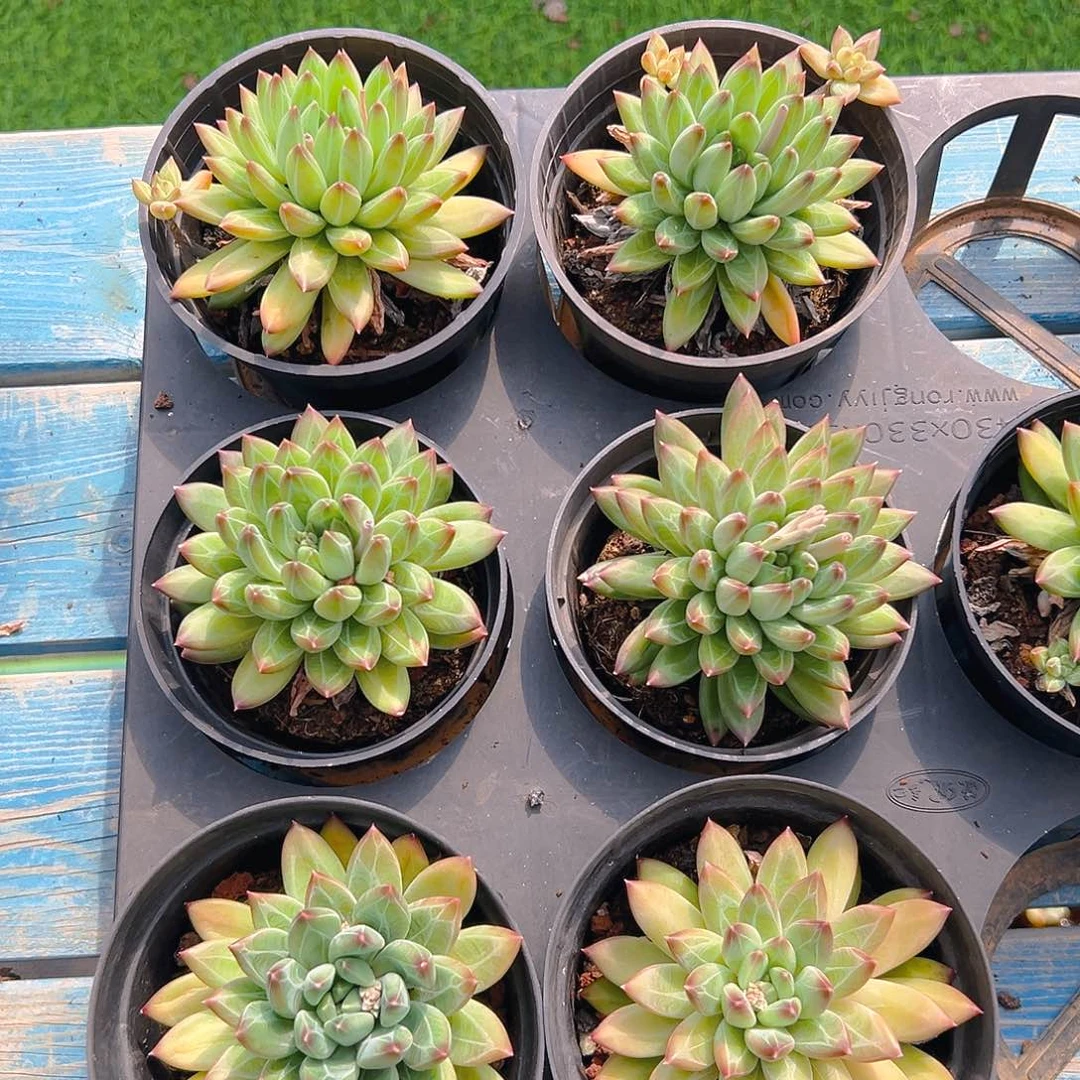 陨石单头，满18包邮