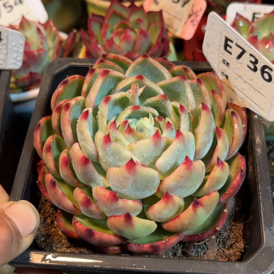 ?****果惊鸿一瞥736我在火山