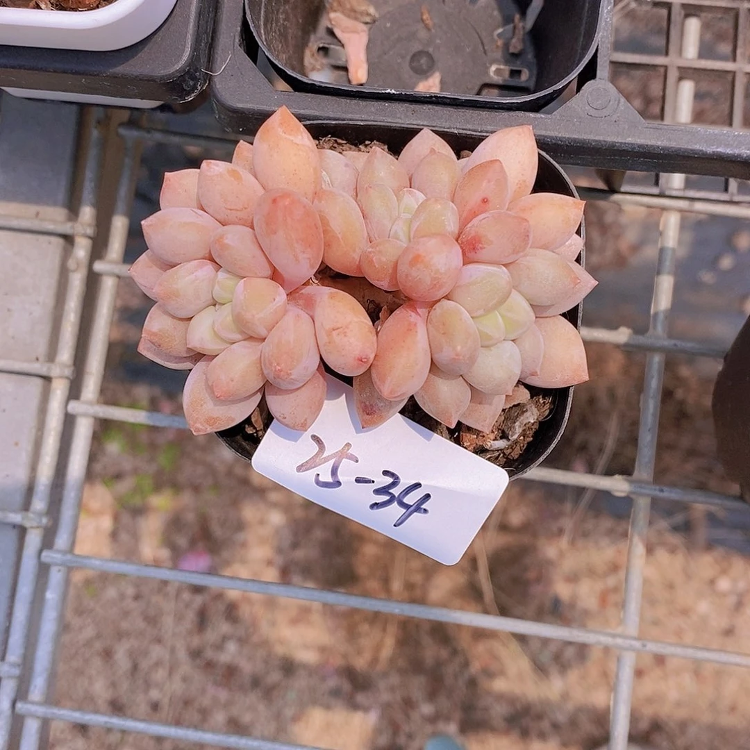 罗***敏25-34- 专拍 半夏群一颗