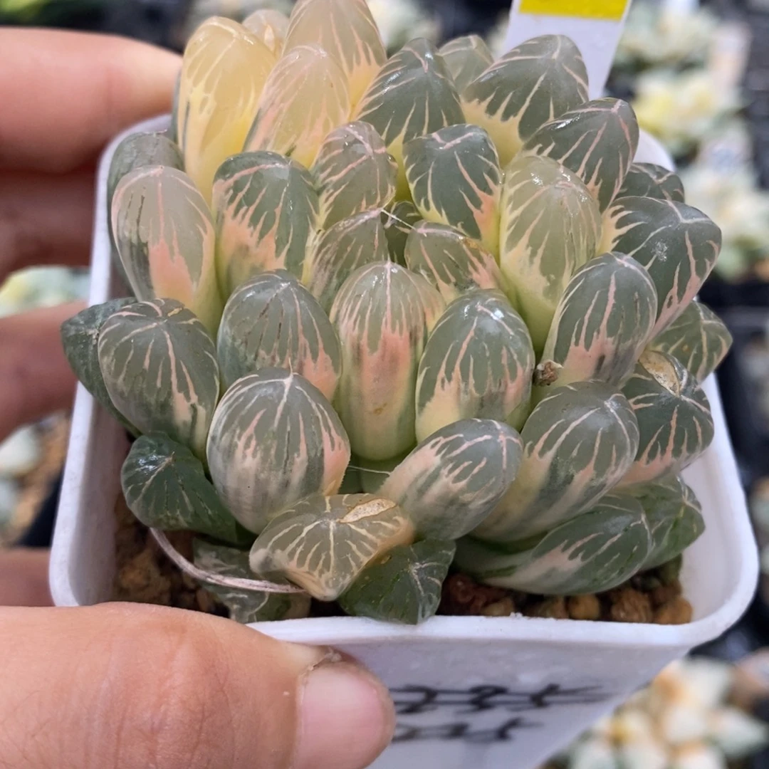 111号实生糊斑玉露锦