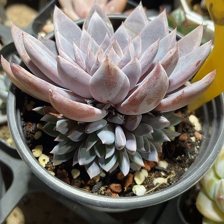 多肉植物青鬼569多肉