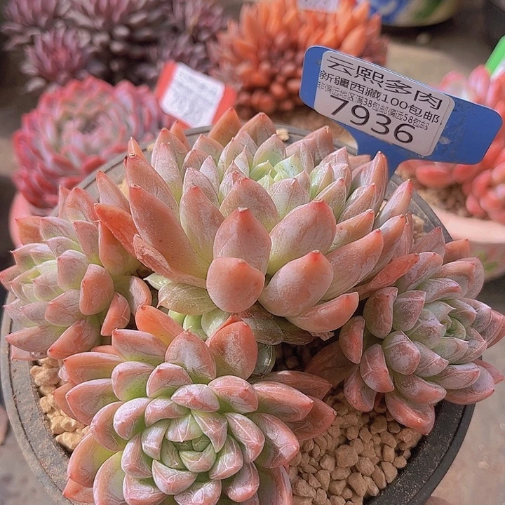 7936艾莎公主。