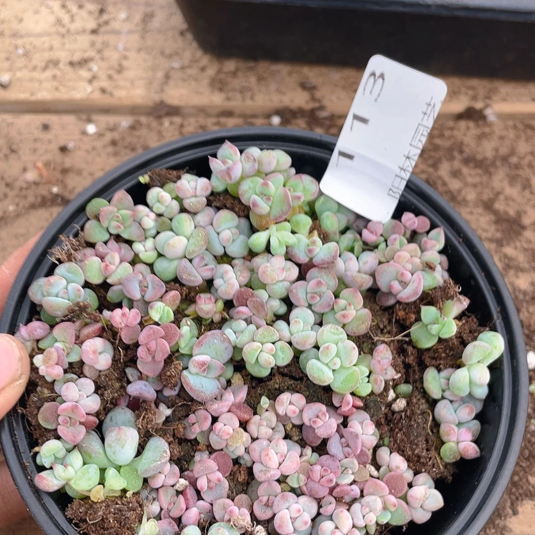 多肉植物多肉植物113