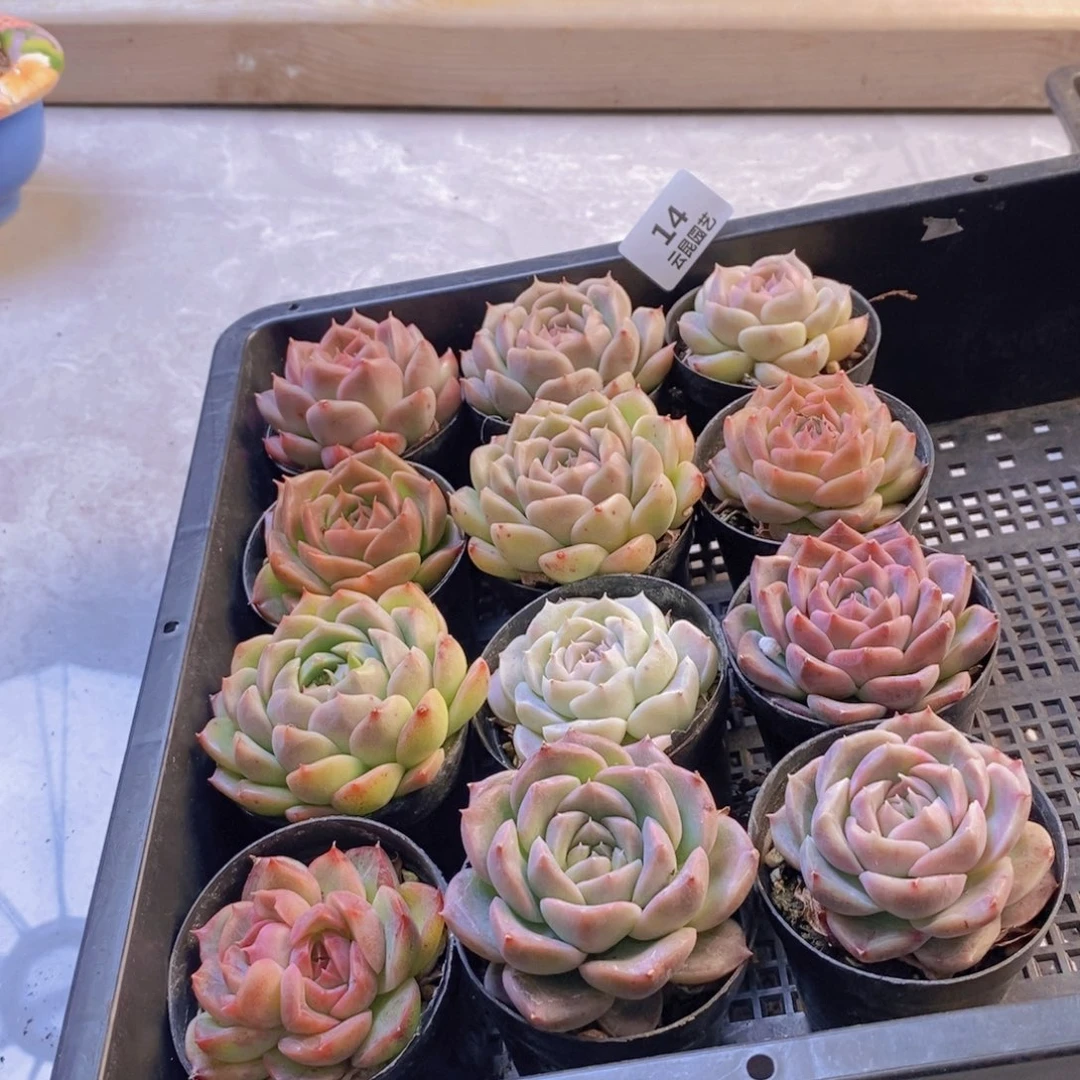 一物一拍。      014