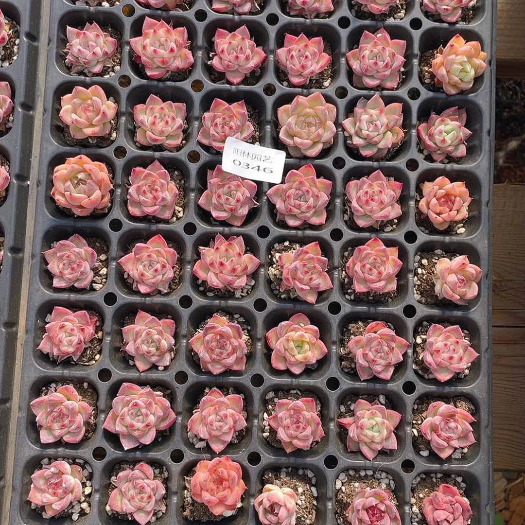 多肉植物多肉植物346