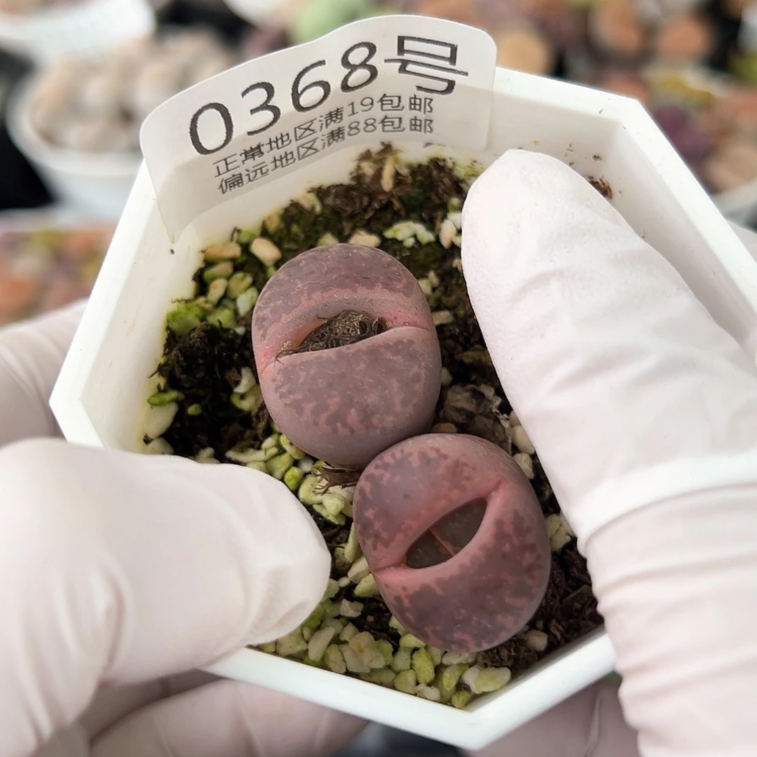 好养易活生石花大母本0368