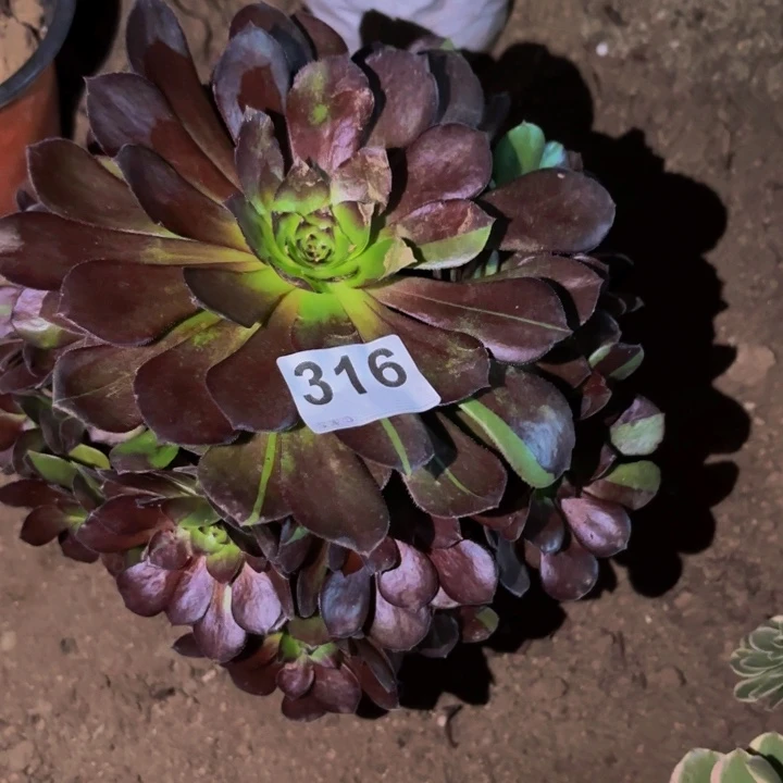 316黑美人多肉植物