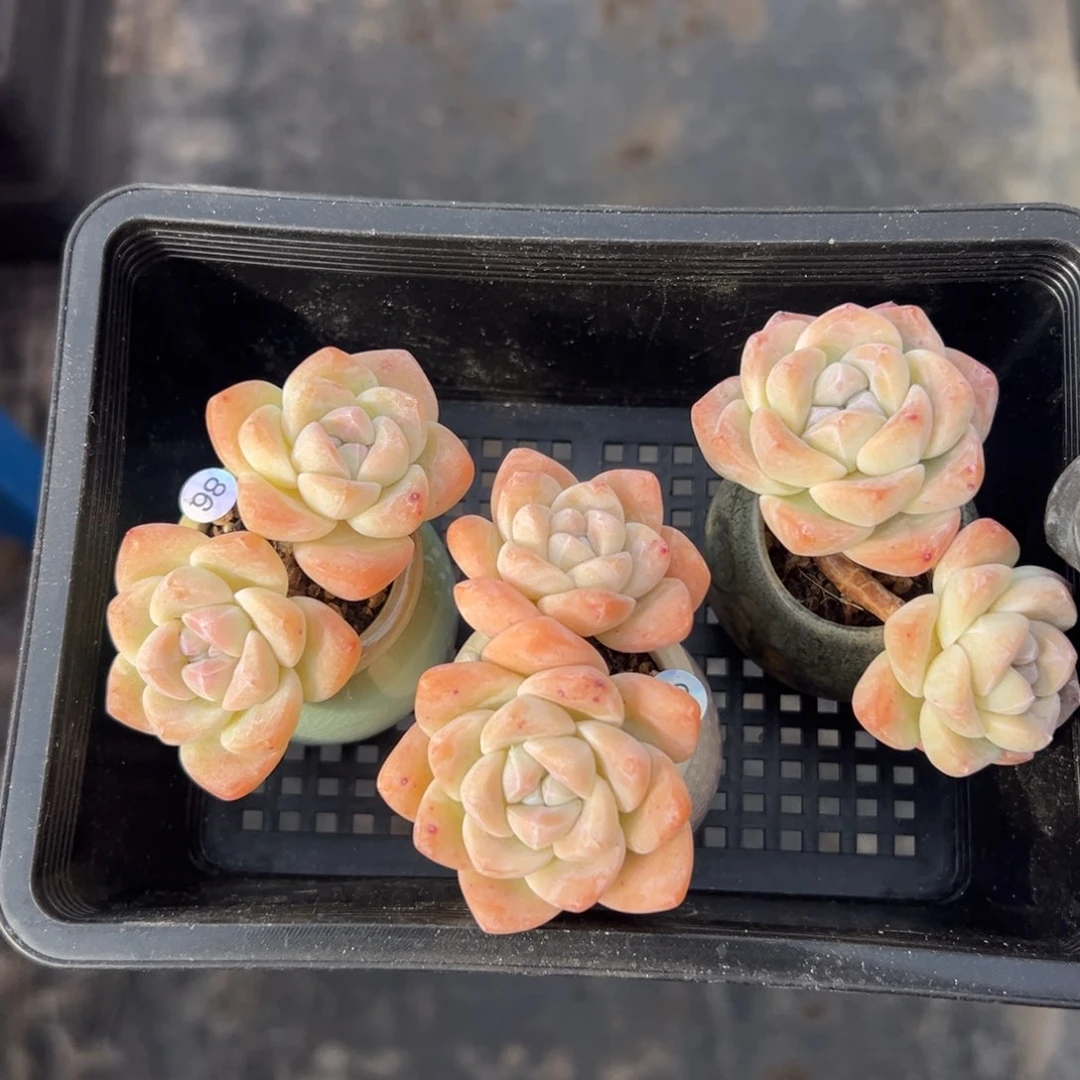 三个双头冰玉粗杆子送盆000000000