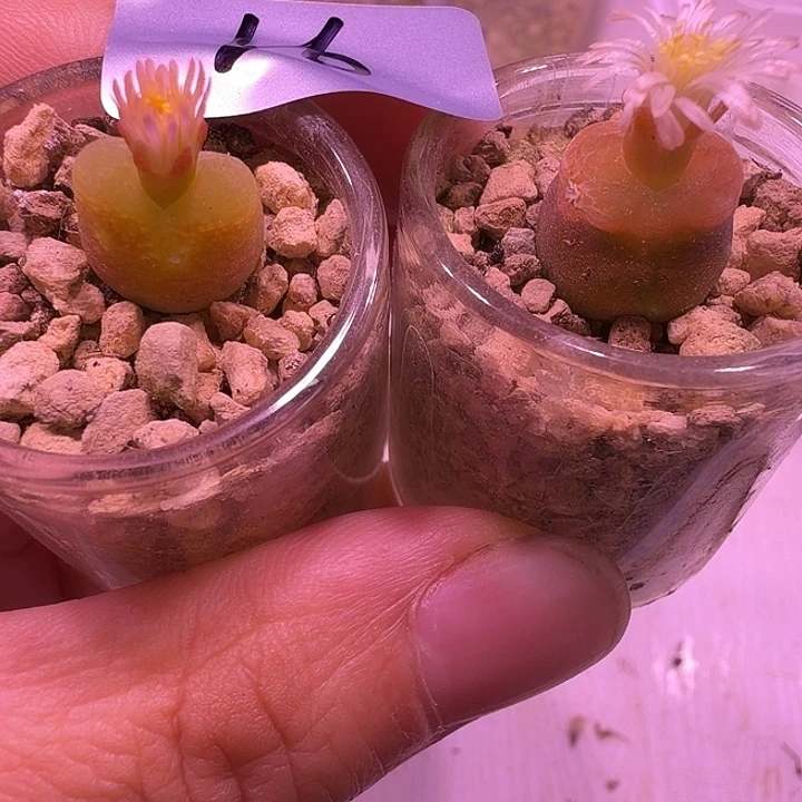 16号，开花毛毛不同颜色2颗，带瓶土发货，瑕疵福利不介意的拍！