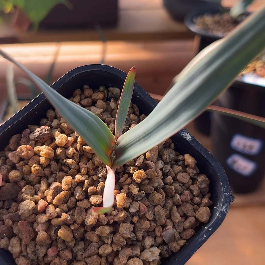 汤圆植物原价128百岁兰