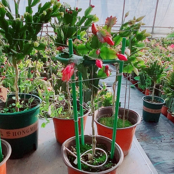 ****₄完全开放叶仙嫁接一物一拍