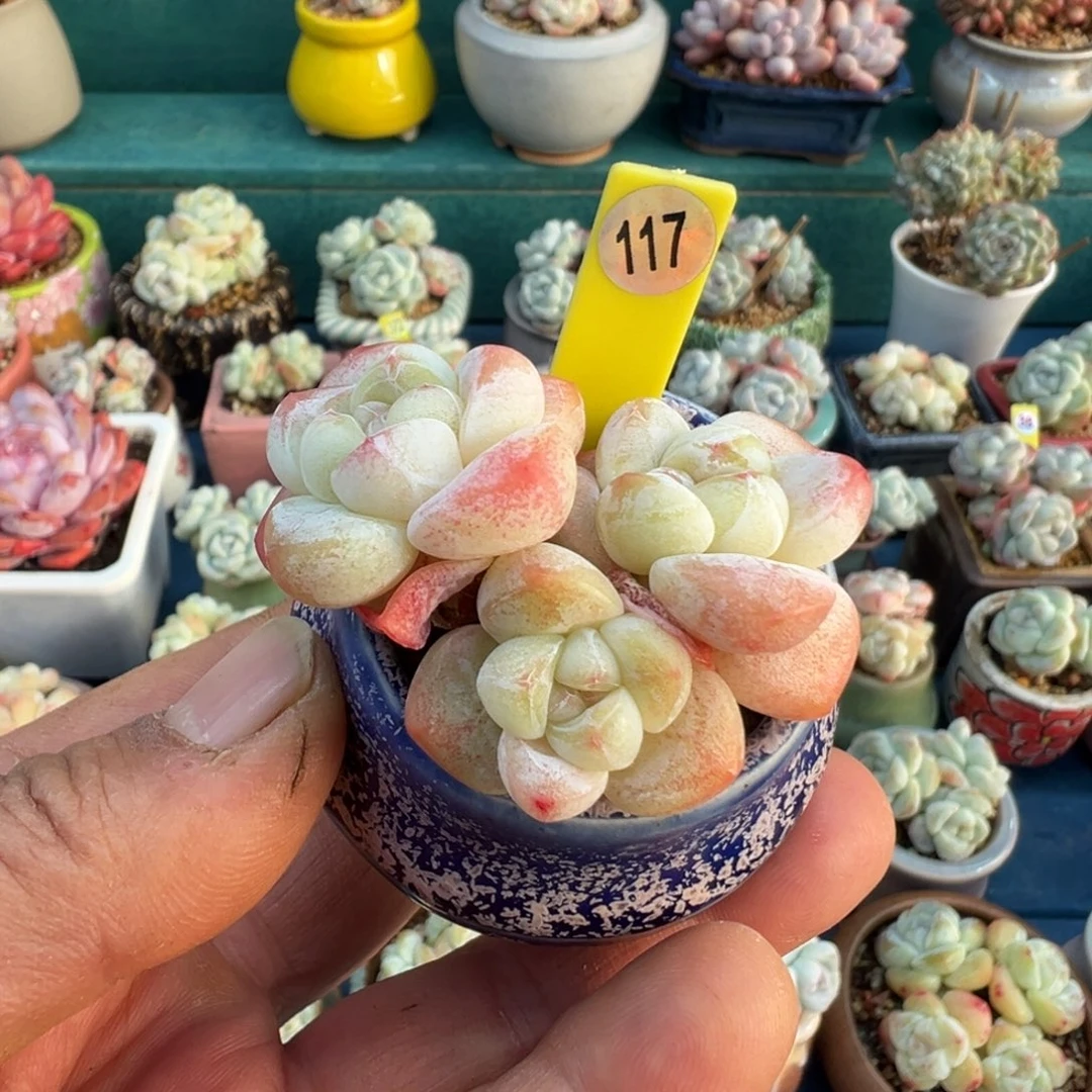 117号冰玉带盆土发货