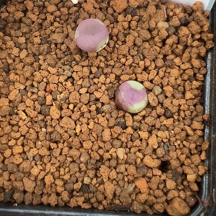 26-198肉锥多肉植物
