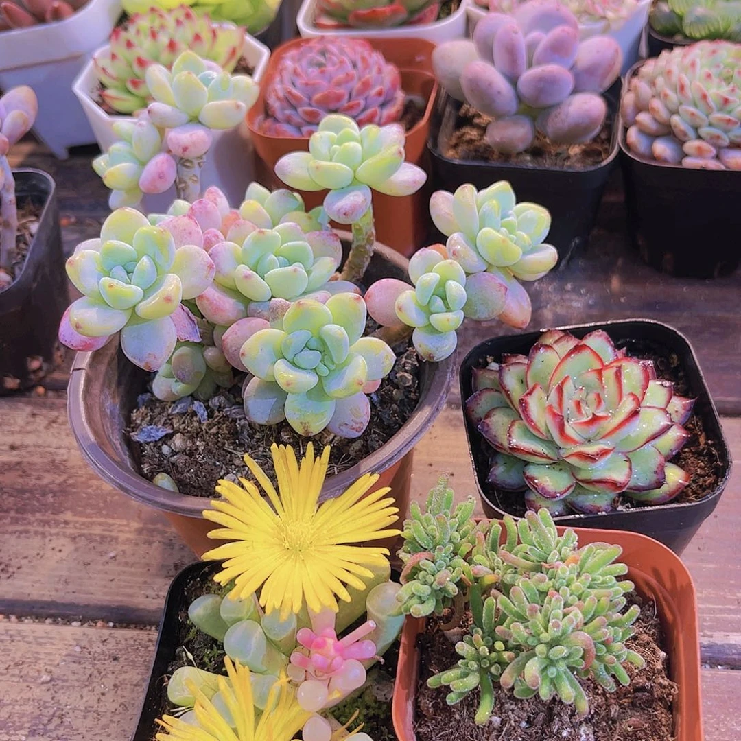 大劳尔➕五十锦➕荧光兔➕肉酱玫瑰