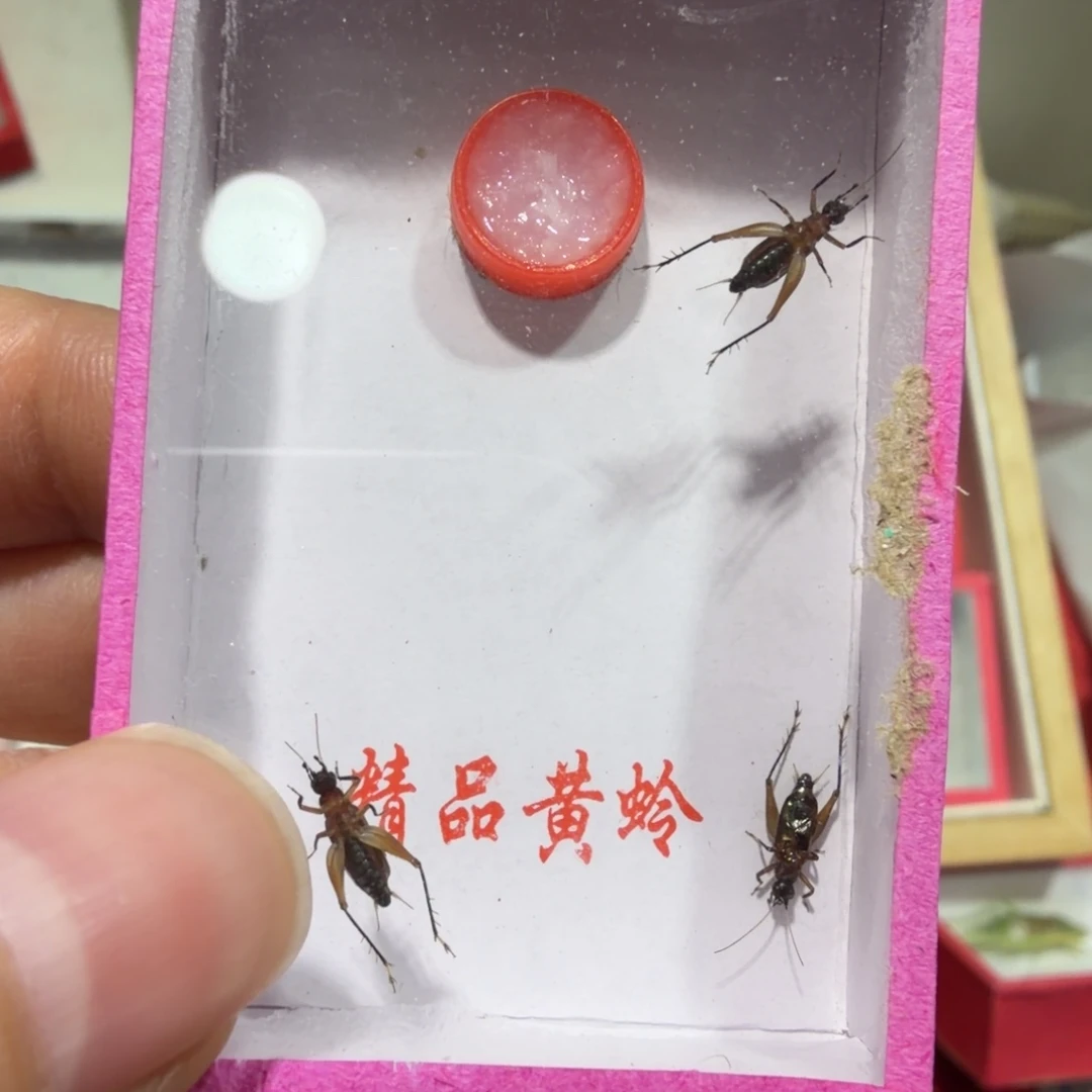 L***星蟋蟀鸣虫一盒中通包邮