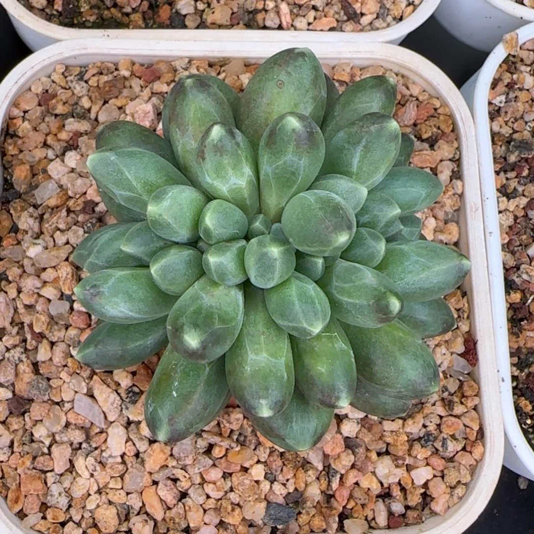 从前慢多肉编号千代田缀