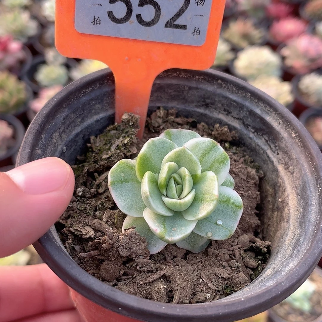 平***552号多肉植物盆栽