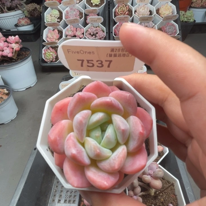 7537星星糖5.0厘米