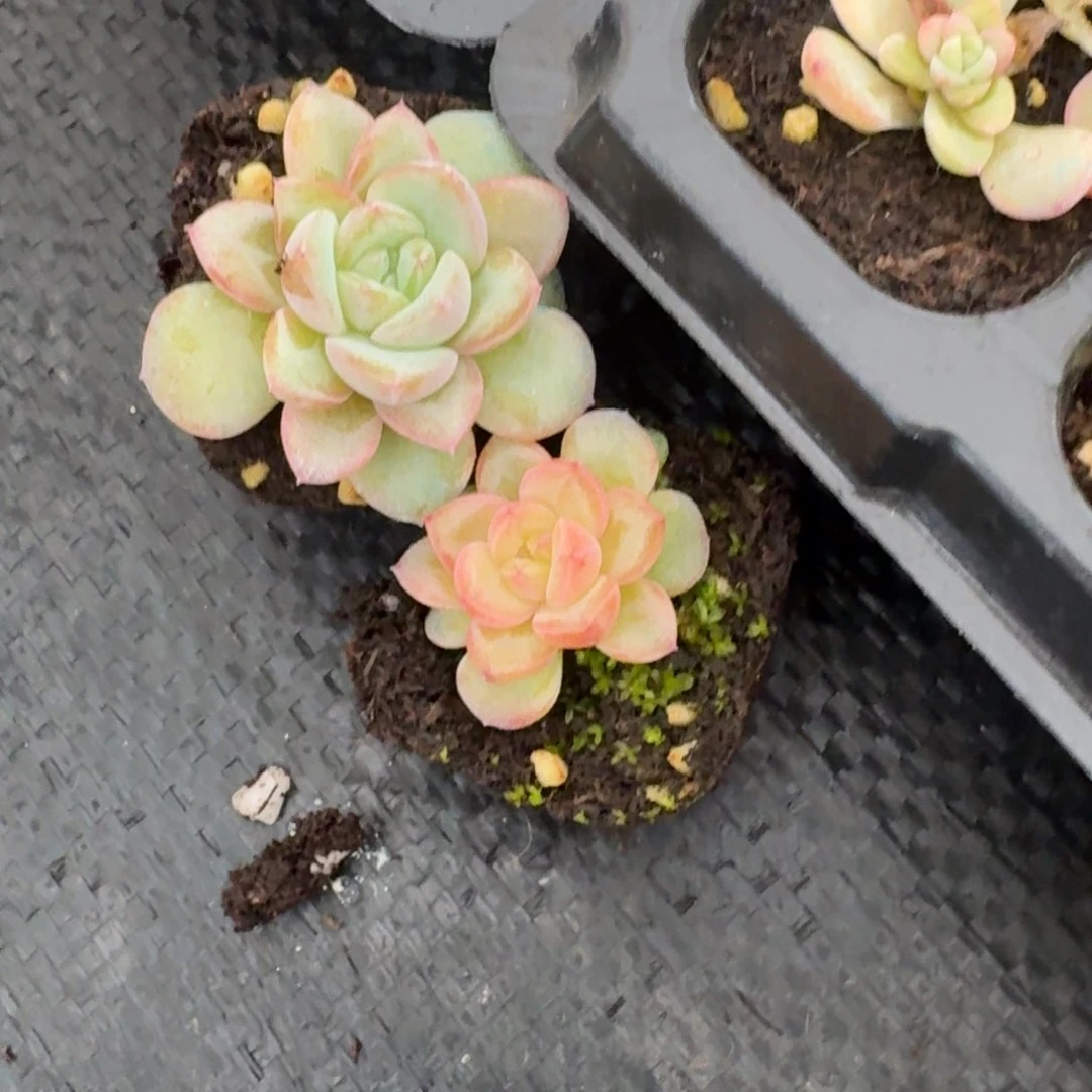 191红珍妮两颗量拍28-48