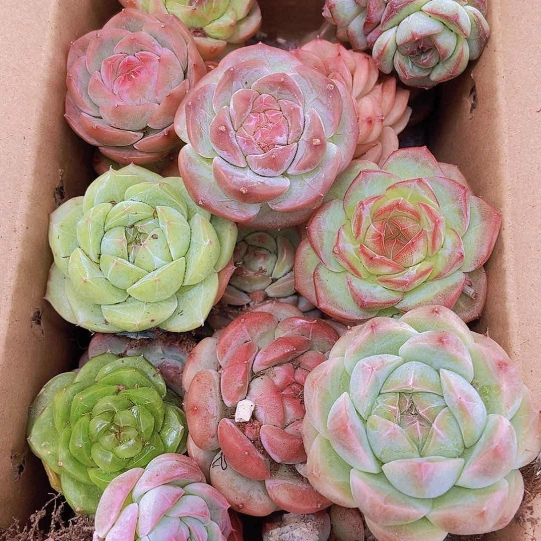 0000000002量拍保底20颗