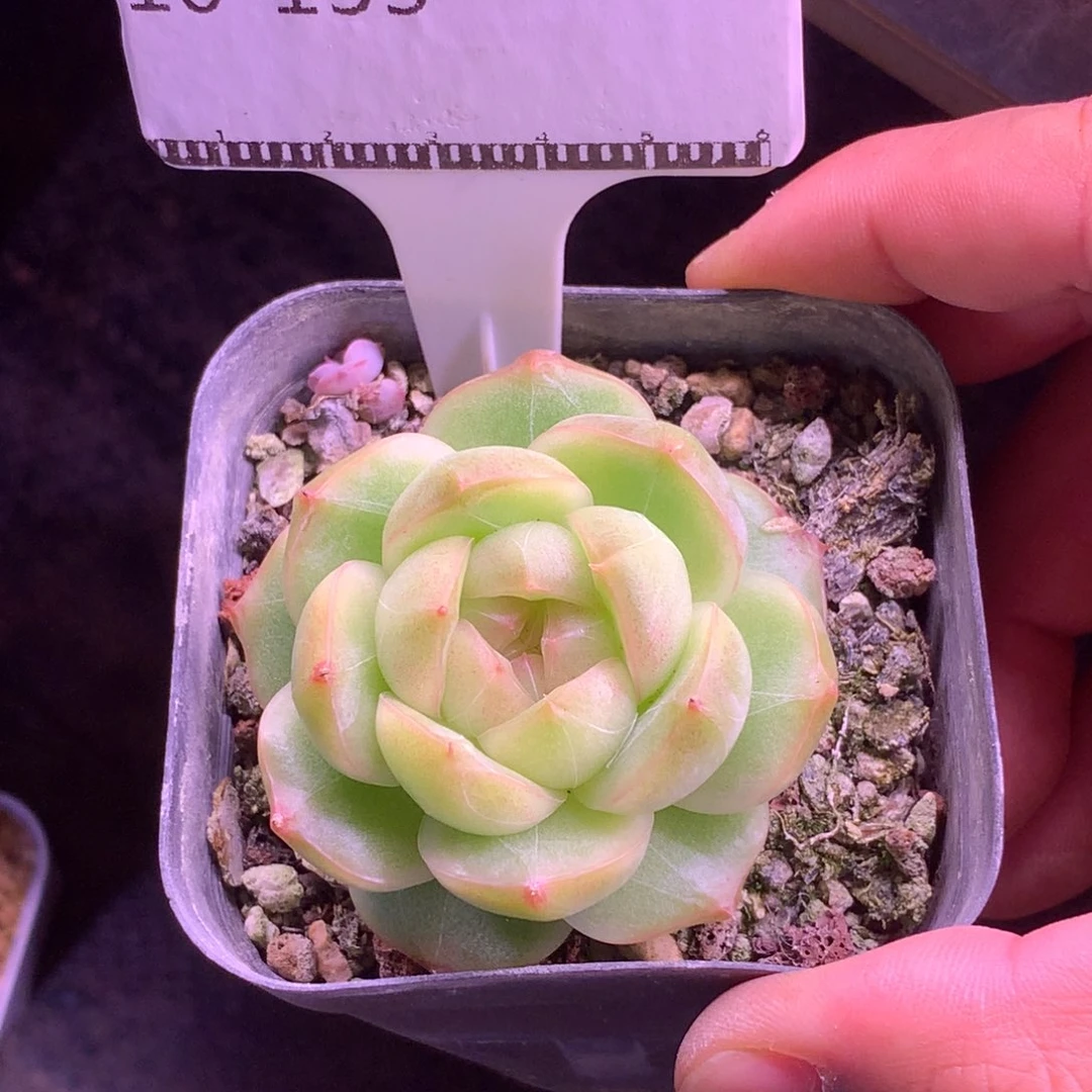 包子珍妮麦秆58包邮