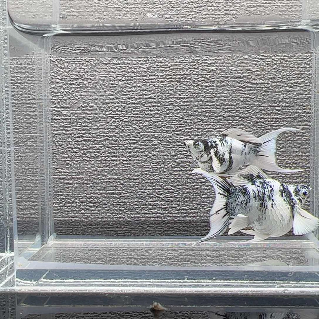 孔雀鱼水墨钻石眼