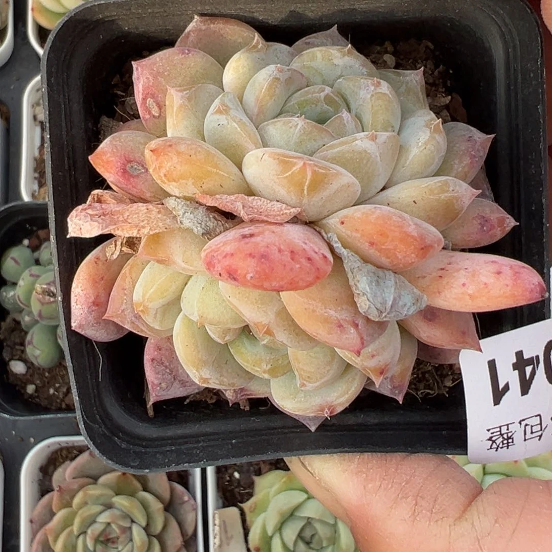 小卡拉米糖心一物一拍4-41