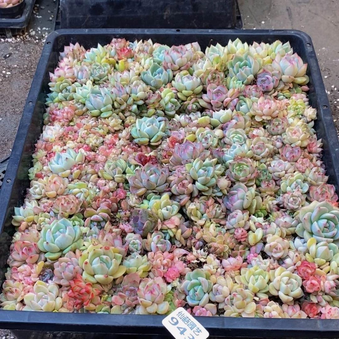 醉****景943多肉植物纤维面膜的功效