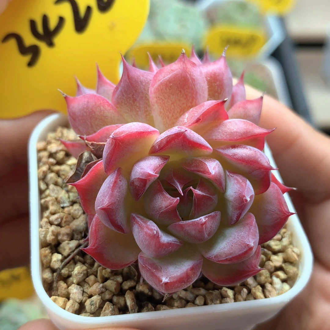 红油透珍妮双头3422